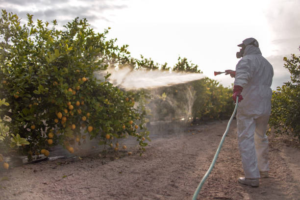 Insect Control in Strathmore, NJ